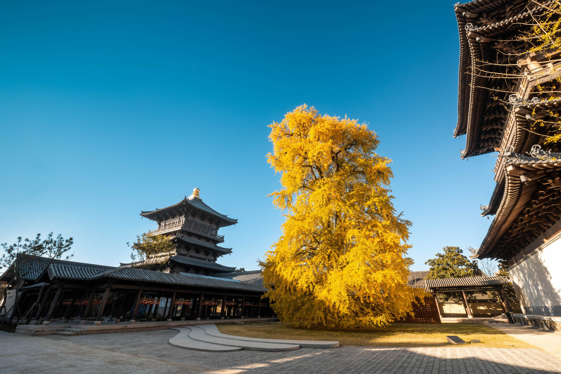 Vibrant yellow centuries-old ginkgo tree at Puyuan Fushan Temple under clear blue sky.