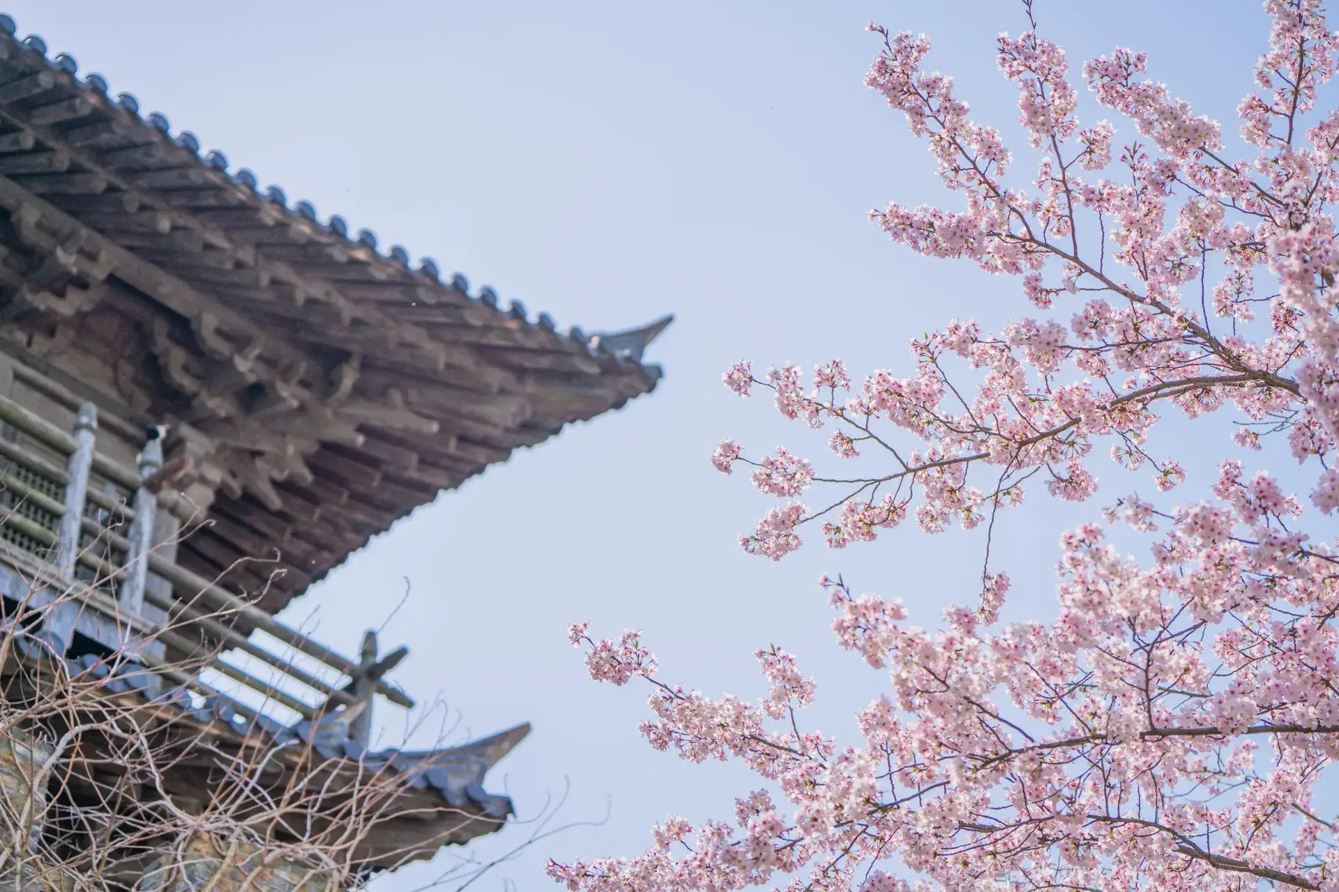 Pink cherry flowers beside wooden ancient tower roof.