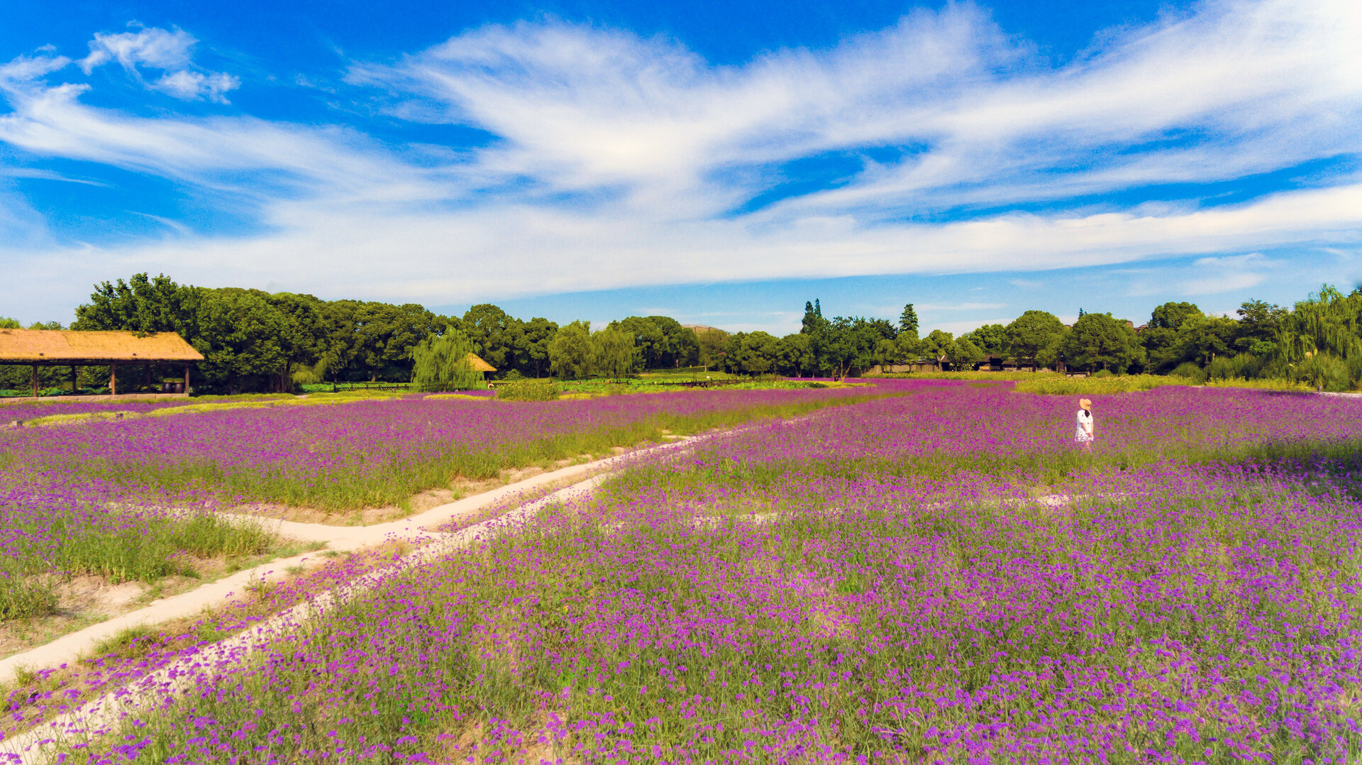 Wide lavender flower field with a dirt path and bright sky.