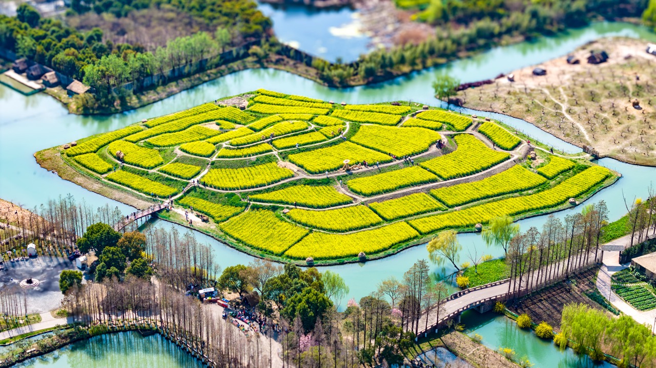 Irregular patchwork yellow flower fields surrounded by winding canals, stone bridges and lush trees in early spring.