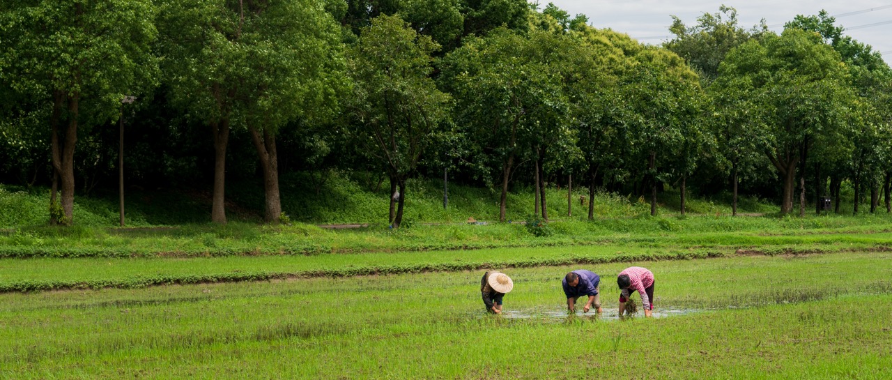 Three villagers bending over to plant rice seedlings in green flooded farmland, dense green woods as backdrop.
