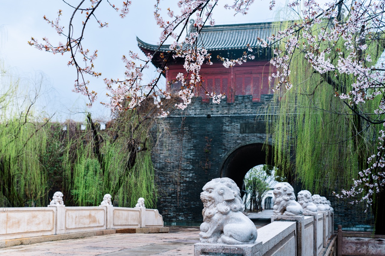 Stone city wall gate tower with stone lion balustrades, blooming cherry blossoms and weeping willows.